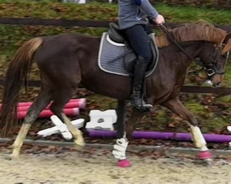 reitpony decktaxensplitting